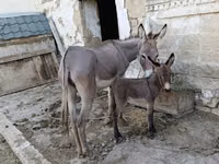 Ewwey südu satılır min derde derman esasen de xerceng qizilca ve goy — foto 1