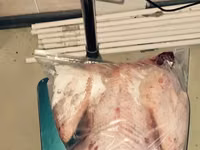 Vindem carne de curcan/curci — zdjęcie 3