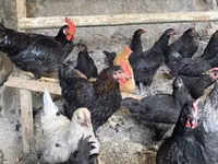 Australorp — foto 3