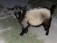 Kozy (partia, płeć nieokreślona), Kozy — zdjęcie 7