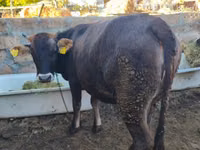 Vache, Swiss cattle — photo 1