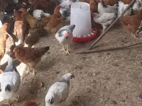 Chickens — Foto 3
