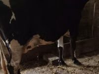 Krava, Russian Black pied cattle — foto 2