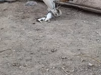 Chickens — الصورة 4