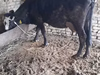 Cow, Cattle — photo 1
