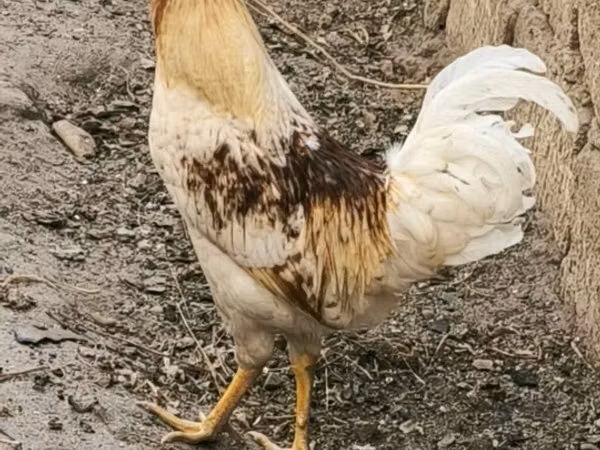Chickens — Ázerbájdžán