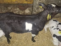 公牛, Simmental cattle — 照片 4