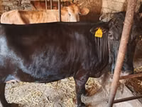 İnek, Yerli yaksı — foto 4