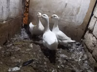 Ducks — foto 2