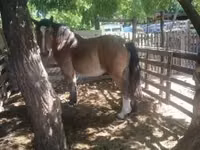 Cheval, Chevaux — photo 2