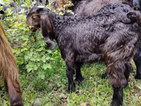 Taka, Damask goat — 2-rasm
