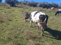 Vache, Simmental cattle — photo 2