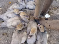 Ducks — foto 1