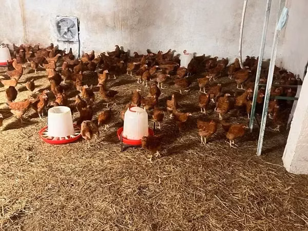 Chickens — Armaniston
