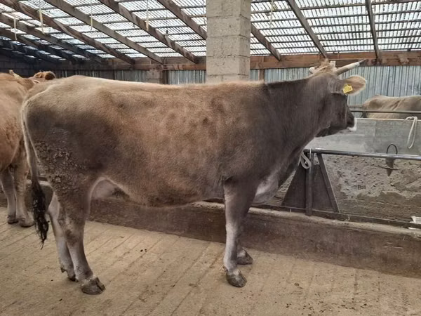 Kuh, Swiss cattle