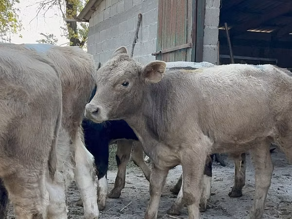 காளை, Swiss cattle