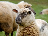 ცხვარი, Bessarabian sheep — ფოტო 3