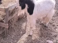Echki, Angora goats — 2-rasm
