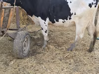 Kuh, Russian Black pied cattle — Foto 4