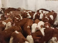 ثور, Simmental cattle — الصورة 4