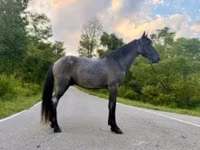Cavalo, Brandenburger — foto 1