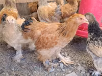 Brahma — foto 1