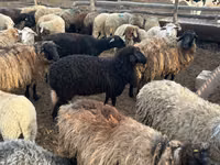 Brebis, Moutons — photo 2
