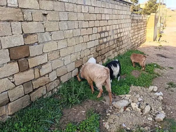 Cabras (lote, sexo no especificado), Cabras