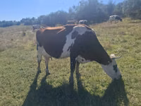 Vache, Simmental cattle — photo 3