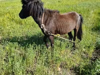 Aygʻir, American shetland pony — 3-rasm