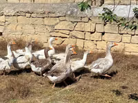 Geese — foto 3