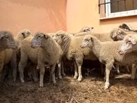 Ram, Ile-de-France sheep — photo 1