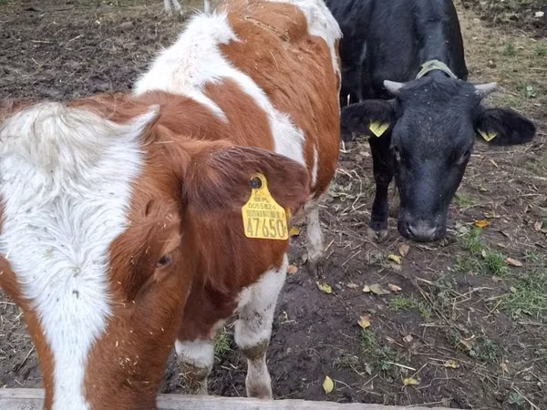 Krowa, Simmental cattle