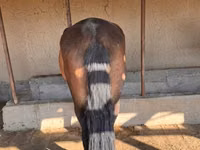 母马, Horses — 照片 3