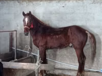 Cavalo, Russian Don — foto 2