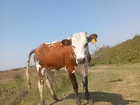 Krowa, Simmental cattle — zdjęcie 1