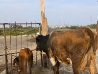 Vache, Bovins — photo 2