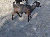 பெண் வெள்ளாடு, Nubian Goat — புகைப்படம் 1