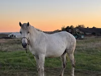 Yegua, Caballos — foto 2