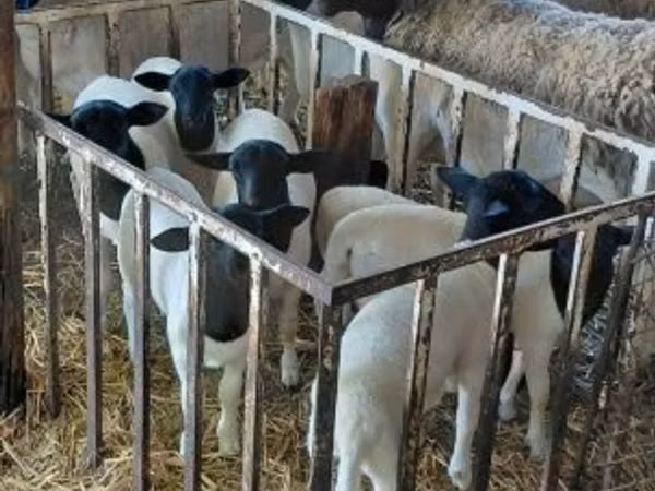 Qoç, Dorper sheep