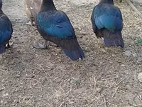 Ducks — zdjęcie 3