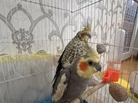 Nimfa (Cockatiel) cütü və qəfəs dəsti Məhsulun təsviri: - İki ədəd — الصورة 3