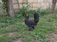 ياباني بانتام — الصورة 7