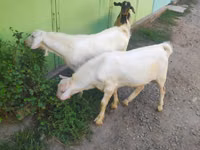 Cabras (lote, sexo no especificado), Beetal goats — foto 5