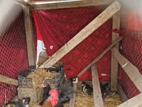 Chickens — Foto 3