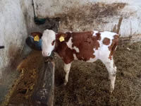 ხარი, Simmental cattle — ფოტო 3