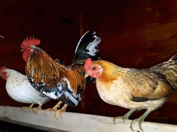 Bantam japonesa