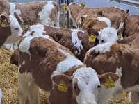 牛（ロット、性別未指定）, Simmental cattle — 写真 2
