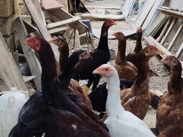 Chickens