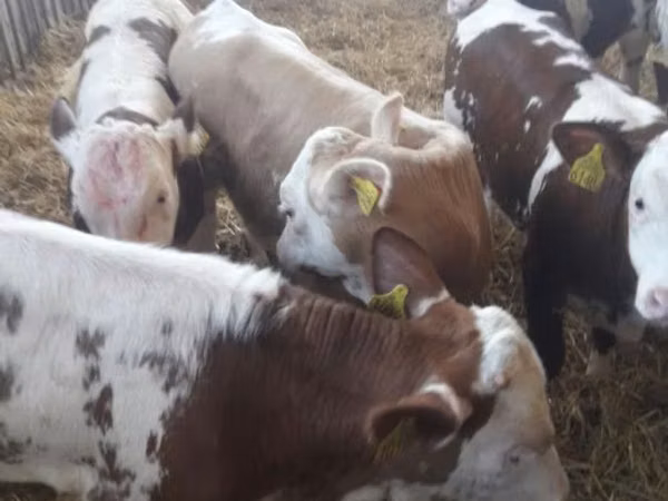 Skot (série, pohlaví neuvedeno), Simmental cattle